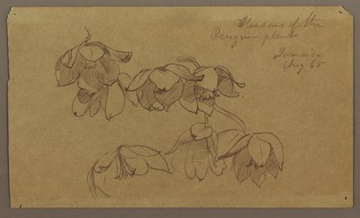 Dessin, fleurs de la colline des pingouins, août 1865 - Frederic Edwin Church