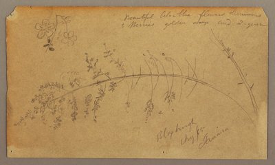Dessin, croquis botaniques, août 1865 - Frederic Edwin Church