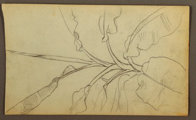 Dessin, croquis botaniques, Équateur ou Colombie ; Verso : croquis botaniques, 1857 - Frederic Edwin Church