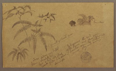 Dessin, croquis botaniques, mai-août 1865 - Frederic Edwin Church