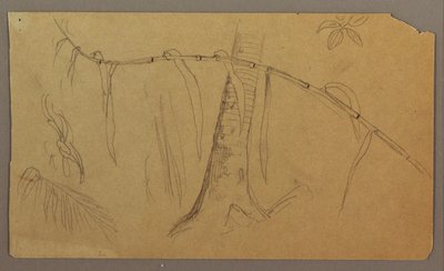 Dessin, croquis botaniques, mai-août 1865 - Frederic Edwin Church