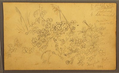 Dessin, croquis botaniques, mai 1857 - Frederic Edwin Church