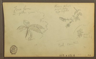Dessin, croquis botaniques ; Verso : croquis botaniques, 1857 - Frederic Edwin Church