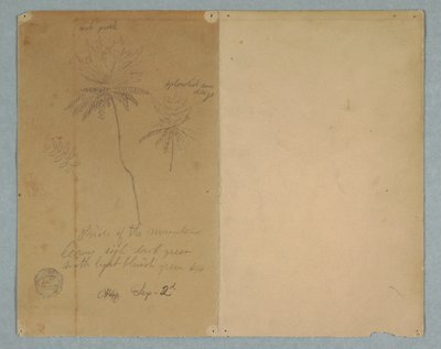 Dessin, Croquis botaniques : une branche, un arbre et une cime, Amérique du Sud, 2 septembre 1853 - Frederic Edwin Church