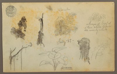Dessin, Croquis botaniques de Colombie : Bambous, troncs et détails, juillet 1853 - Frederic Edwin Church
