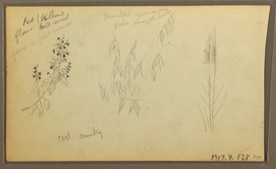 Dessin, croquis botaniques, maison ; croquis botaniques, 1857 - Frederic Edwin Church