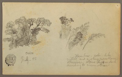 Dessin, Études botaniques de Columbia, juillet 1853 - Frederic Edwin Church