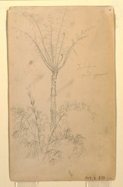 Dessin, études botaniques d