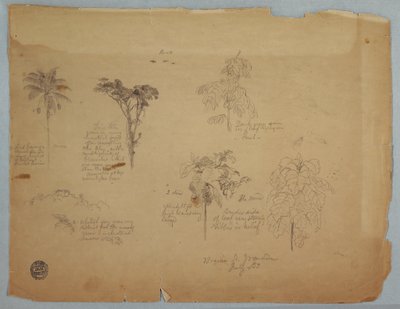 Dessin, Études botaniques avec des perroquets volants, Boquia, Colombie, juillet 1853 - Frederic Edwin Church
