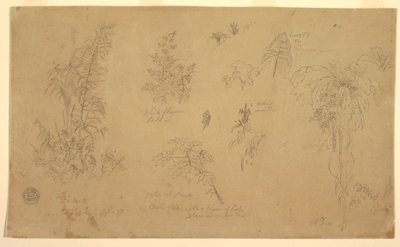 Dessin, Esquisses botaniques, " près de Jorje ", 23 juillet 1857 - Frederic Edwin Church