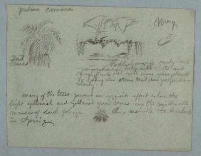 Dessin, palmier Camaca, groupe d