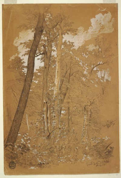 Dessin, Châtaigniers sur Goat Island, rivière Niagara, New York, août 1858 - Frederic Edwin Church