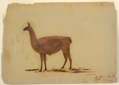 Dessin, Équateur, San Juan (Chimborazo), lama, septembre 1853 - Frederic Edwin Church