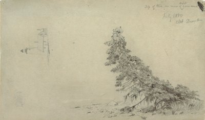 Dessin, Arbre à feuilles persistantes près du rivage avec un détail du phare et d