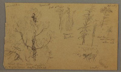 Dessin, études sur la flore, 6 octobre 1865 - Frederic Edwin Church