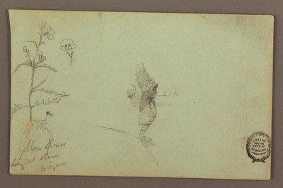 Dessin, plante à fleurs et rocher entre les chutes américaine et canadienne à Niagara, peut-être 1858 - Frederic Edwin Church