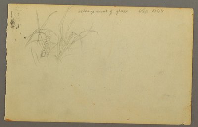 Dessin, Graminées, 1844 - Frederic Edwin Church