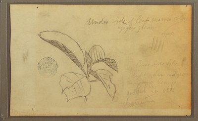 Dessin, feuilles, 1857 - Frederic Edwin Church