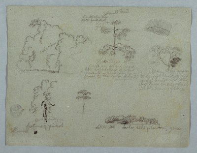 Dessin, études de la nature, y compris un arbre à chandeliers avec un paresseux, Rio Magdalena, Colombie, mai 1853 - Frederic Edwin Church