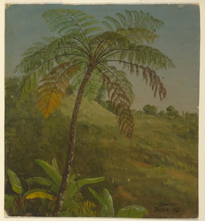 Dessin, palmier, Jamaïque, juin 1865 - Frederic Edwin Church