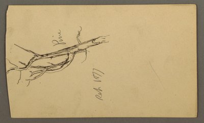 Dessin, pin, septembre 1877 - Frederic Edwin Church