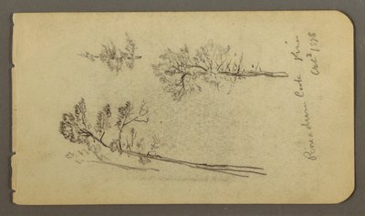 Dessin, études sur le pin, 1878 - Frederic Edwin Church