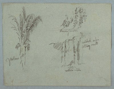 Dessin, Études de plantes du Rio Magdalena, Colombie, 1853, probablement mai - Frederic Edwin Church