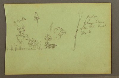 Dessin, études de plantes, peut-être 1856 - Frederic Edwin Church