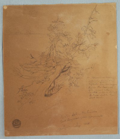 Dessin, Arbre rugueux à la Banque canadienne en bas des chutes du Niagara, septembre 1856 - Frederic Edwin Church