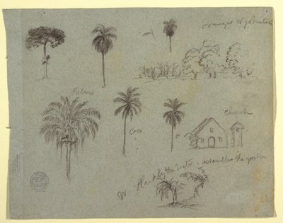 Dessin, Croquis du Rio Magdalene, Colombie :  Études botaniques et une église, mai 1853 - Frederic Edwin Church