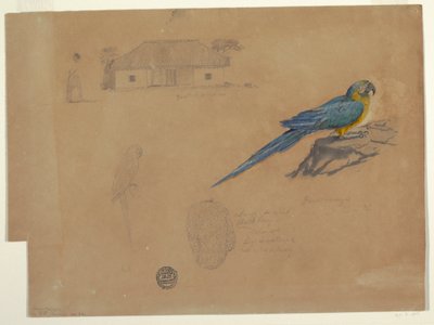 Dessin, Études de Guaccamaya, Bogota, Colombie, juin-juillet 1853 - Frederic Edwin Church