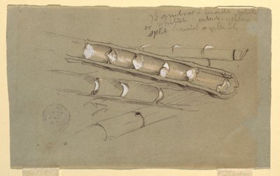Dessin, Étude de bambou, juin 1857 - Frederic Edwin Church