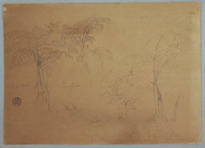 Dessin, Étude de deux arbres et de trois plantes, près de Jorje, Équateur, 23 juillet 1857 - Frederic Edwin Church