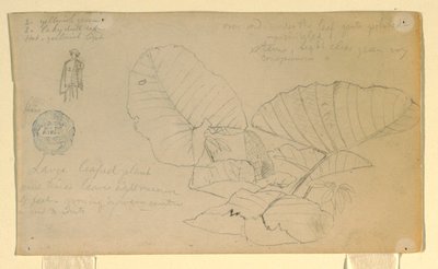 Dessin, Étude d