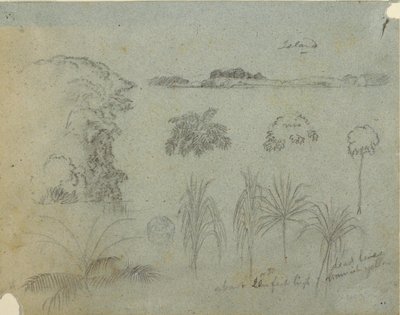 Dessin, Étude avec des cimes d