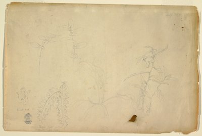 Dessin, Épines et chardons, juillet 1844 - Frederic Edwin Church