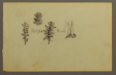 Dessin, Trois arbres à feuilles persistantes, 1845 - Frederic Edwin Church