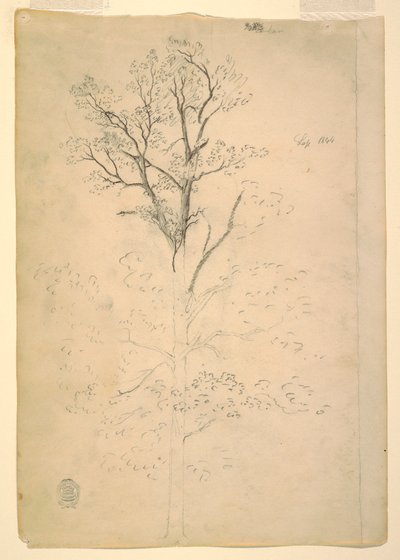 Dessin, arbre, septembre 1844 - Frederic Edwin Church