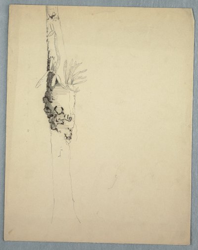 Dessin, tronc d