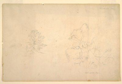 Dessin, Arbre et tronc d