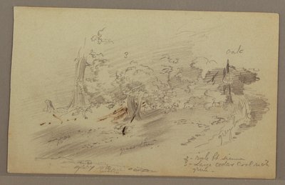 Dessin, arbres, peut-être années 1860 - Frederic Edwin Church