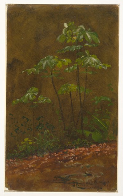 Dessin, "Arbre à trompettes", mai 1865 - Frederic Edwin Church