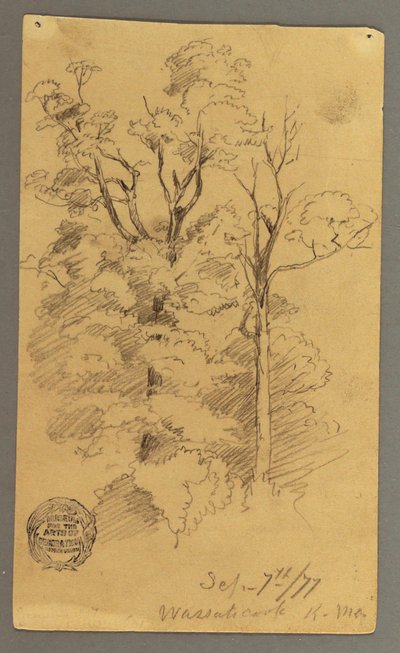 Dessin, Deux arbres, 1877 - Frederic Edwin Church