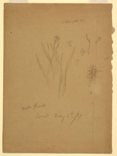 Dessin, Plantes aquatiques, Rome Italie - Frederic Edwin Church