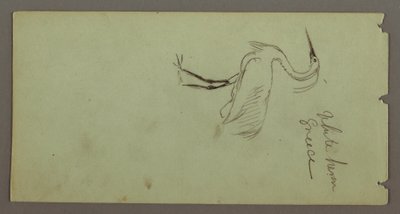 Dessin, Héron blanc, peut-être 1869 - Frederic Edwin Church