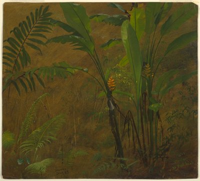 Fougères et plantain sauvage, Jamaïque - Frederic Edwin Church