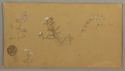 Plantes à fleurs - Frederic Edwin Church