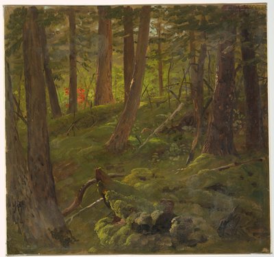 Forêt en Jamaïque - Frederic Edwin Church