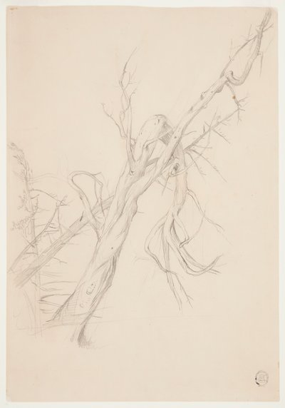 Arbre mort noueux - Frederic Edwin Church