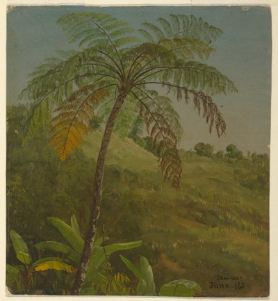 Palmier, Jamaïque - Frederic Edwin Church